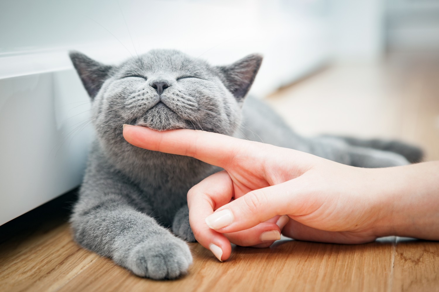 Pet owner scratching the bottom of a cats chin