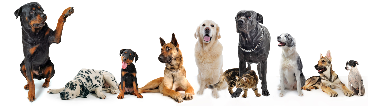 Multiple Pets Banner